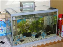 水槽新調、魚ものびのび!!