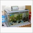 水槽新調、魚ものびのび!!