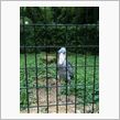 日曜は千葉市動物公園に行って ...