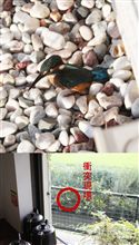 翡翠ガラス激突事件！