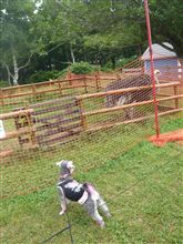 怒涛のコメラッシュ！（＠＠；