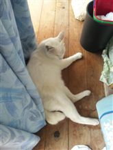 はるばる来たぜ