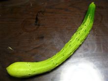 今や超希少な黒イボ種