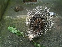 土曜日は遊亀公園附属動物園に行ってきた。