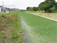 川一面に藻が生えてます。
