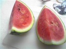 スイカの生長記録　⑦