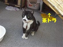 他人の子。