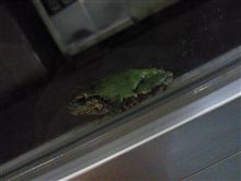 カエル殿②