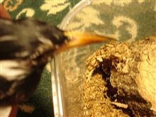 カブトムシ・・・