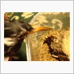 カブトムシ・・・