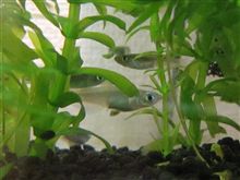 水槽がえらいことに・・・ 水槽がえらいことに・・・