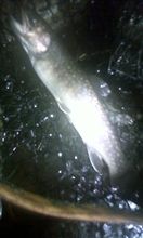 本日の釣果