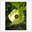 オクラの花