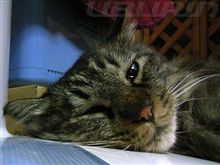 mochaしゃん　ごきげん(=^・^=)