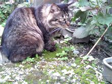 mochaしゃんの見廻りにつきあわされる… ( =一一=)