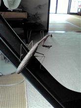 ペットぢゃないよ