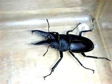 バルタン星人捕獲。
