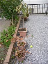日照り続き