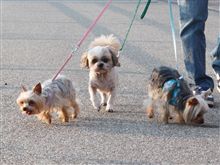愛犬のお散歩