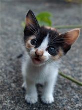 子猫フォトです
