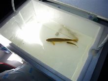 ﾀﾓｶﾞｻでお魚採取!!