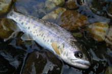 朝の釣りは行けなかったので・・