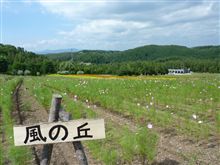 コスモスは、まだチョッと早かったみたい(夏休み4日目)