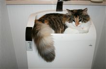 お気に入りの場所シリーズ　モコ編