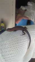カナチョロ