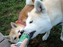犬、大好き…