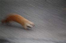 イタチとの遭遇！