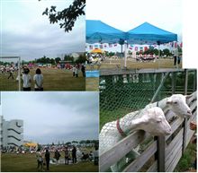 ヤギ当番と運動会
