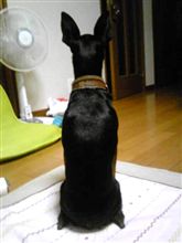 哀愁のカサイランカ・・・・