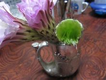 サボテンを食べる サボテンを食べる