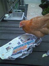 新聞遊び