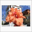 花　～すべての人の心に花を～