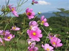 初秋～コスモス