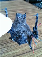 狙われた獲物・・・
