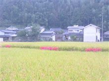 いきなりのパンク いきなりのパンク