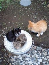 子猫ねこ♪