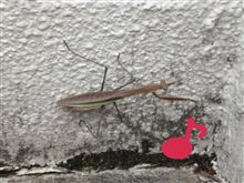 なわばり。 なわばり。