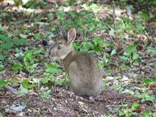 野うさぎ　見た！
