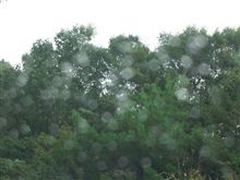 雨・・・だ！