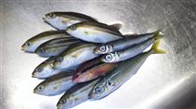 本日の釣果