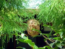 蜂の巣退治