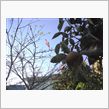 柿と桜