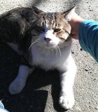 うちの猫