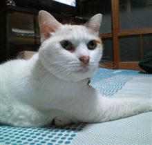 究極のお嬢様