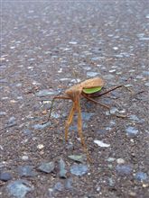 カマキリ拳法