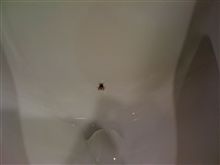 これを狙え。ってかぁ？ 